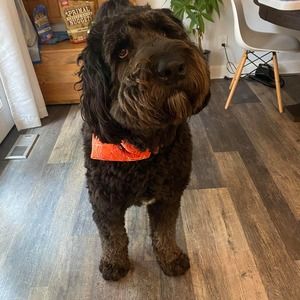 Meet your Posher, Jodie